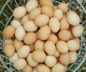 egg basket